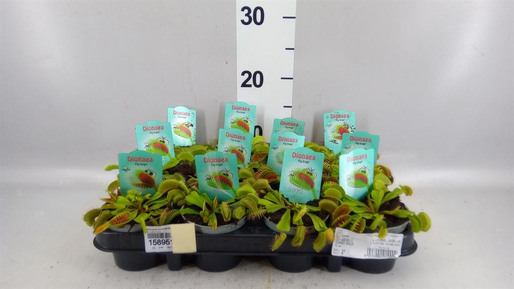 Горшечные цветы и растения оптом Dionaea Muscipula от 12шт (для телеги) из Голландии с доставкой по России