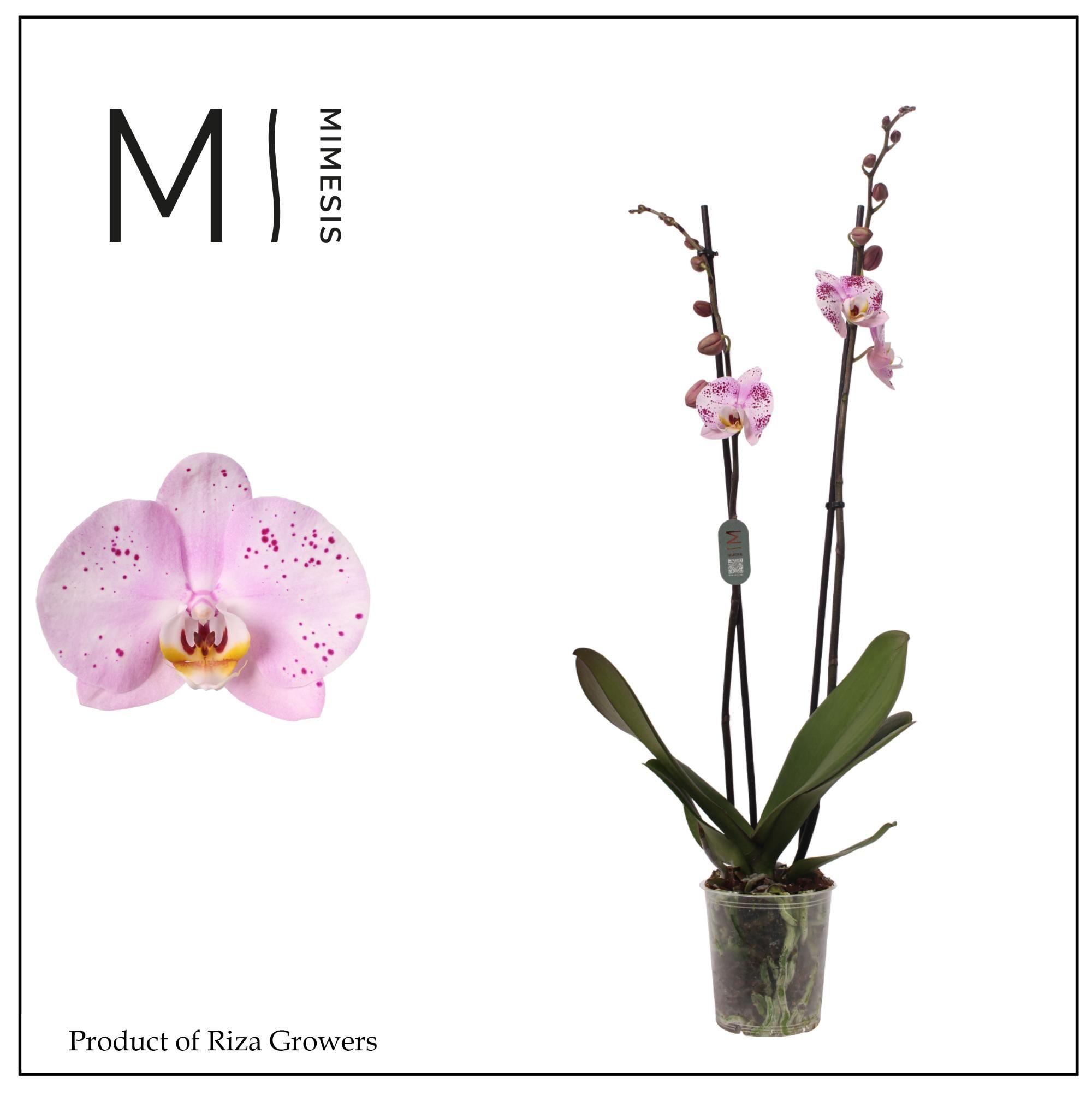 Горшечные цветы и растения оптом Phalaenopsis Amoer 2 Spike - 12cm | Mimesis от 10шт из Голландии с доставкой по России