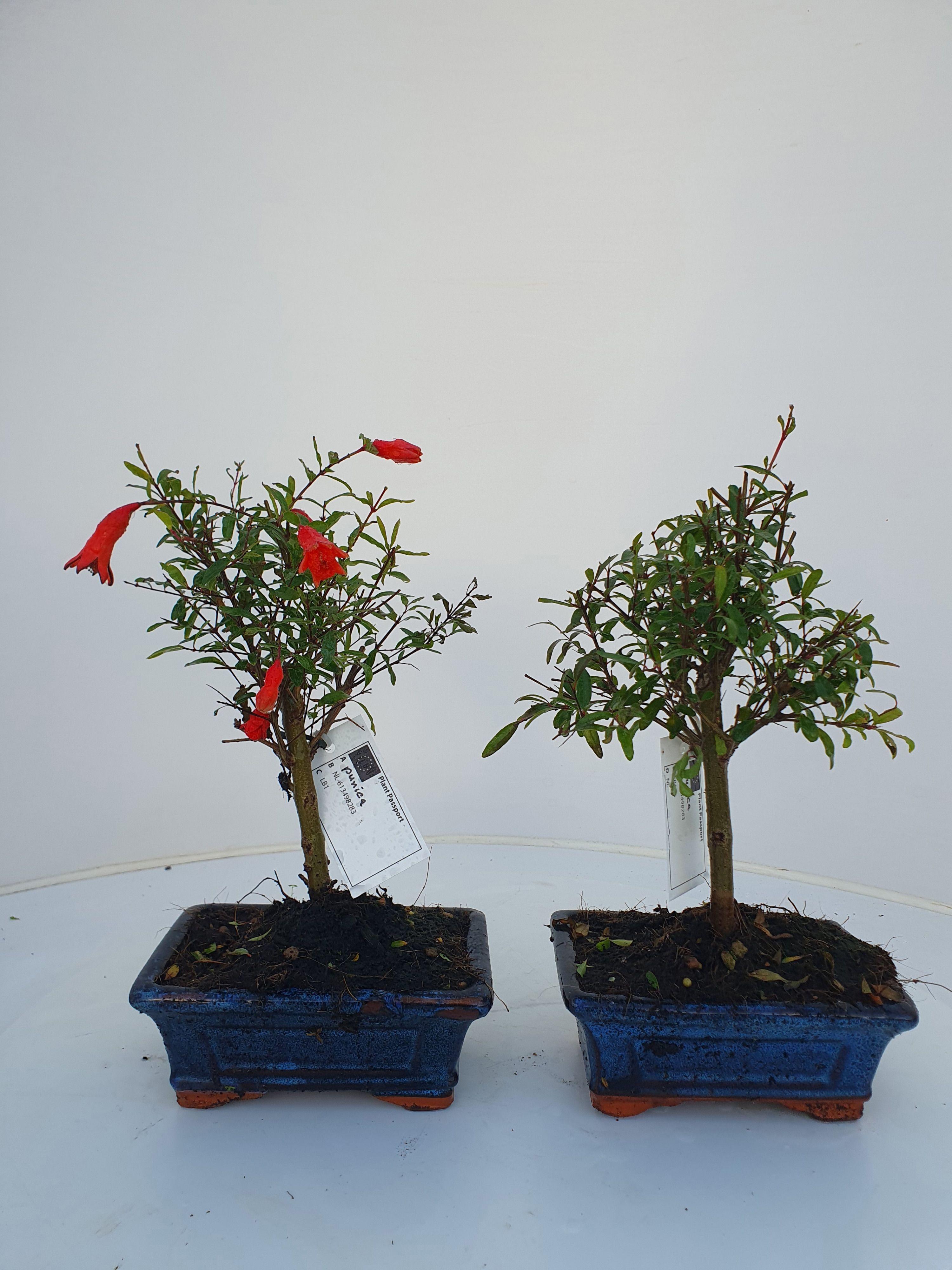 Горшечные цветы и растения оптом Bonsai Punica Granatum, 15cm. - Granaatappel от 3шт из Голландии с доставкой по России