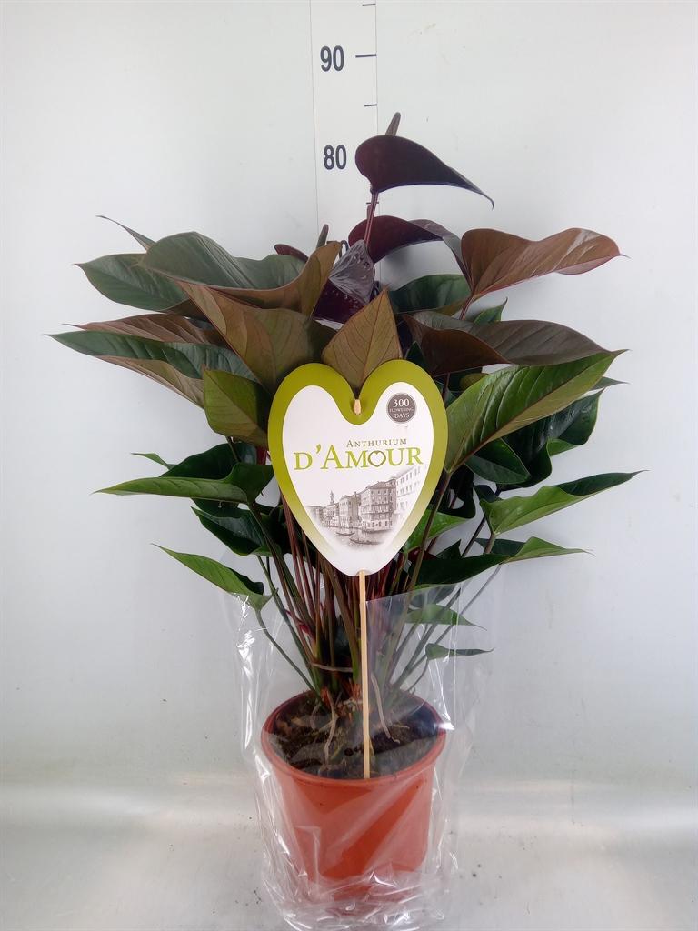 Горшечные цветы и растения оптом Anth An Beauty Black 5+ от 1шт из Голландии с доставкой по России