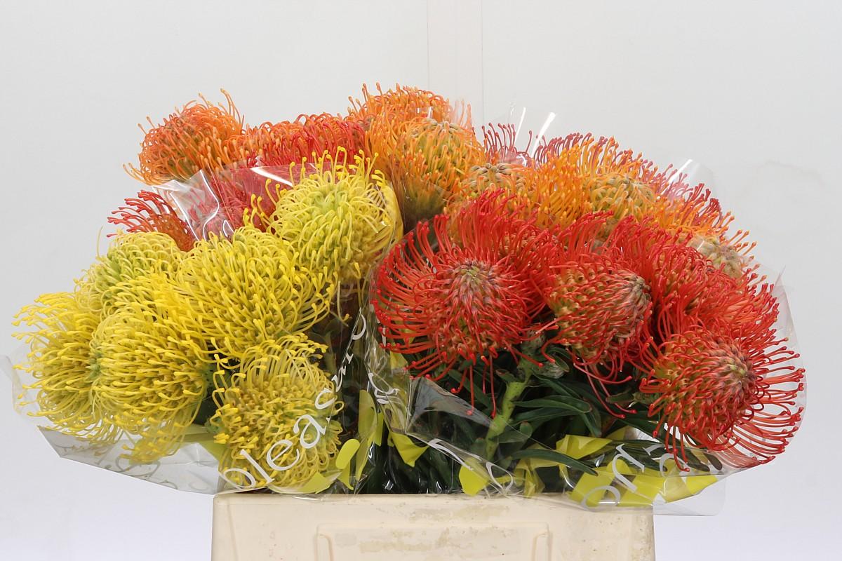 Срезанные цветы оптом Nutans mix in bucket от 30шт из Голландии с доставкой по России