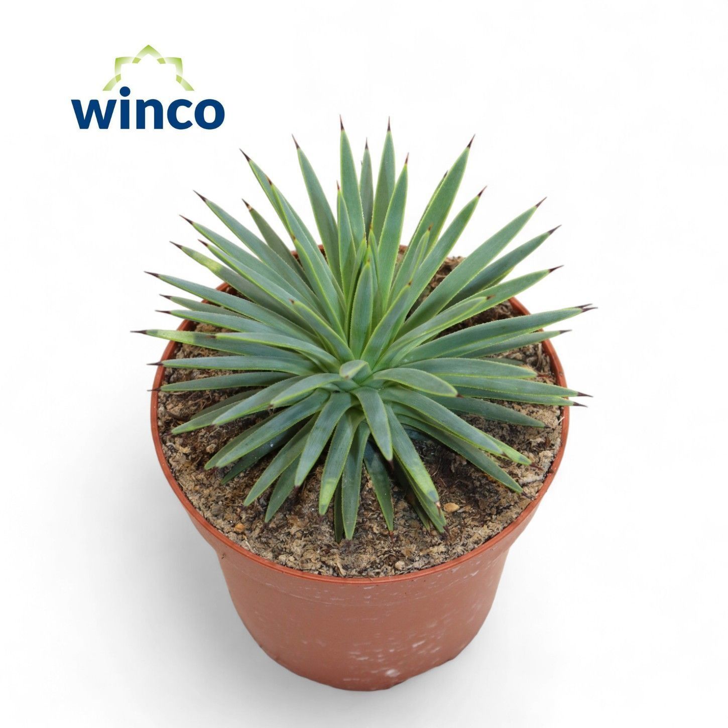 Горшечные цветы и растения оптом Agav  Nana от 10шт из Голландии с доставкой по России