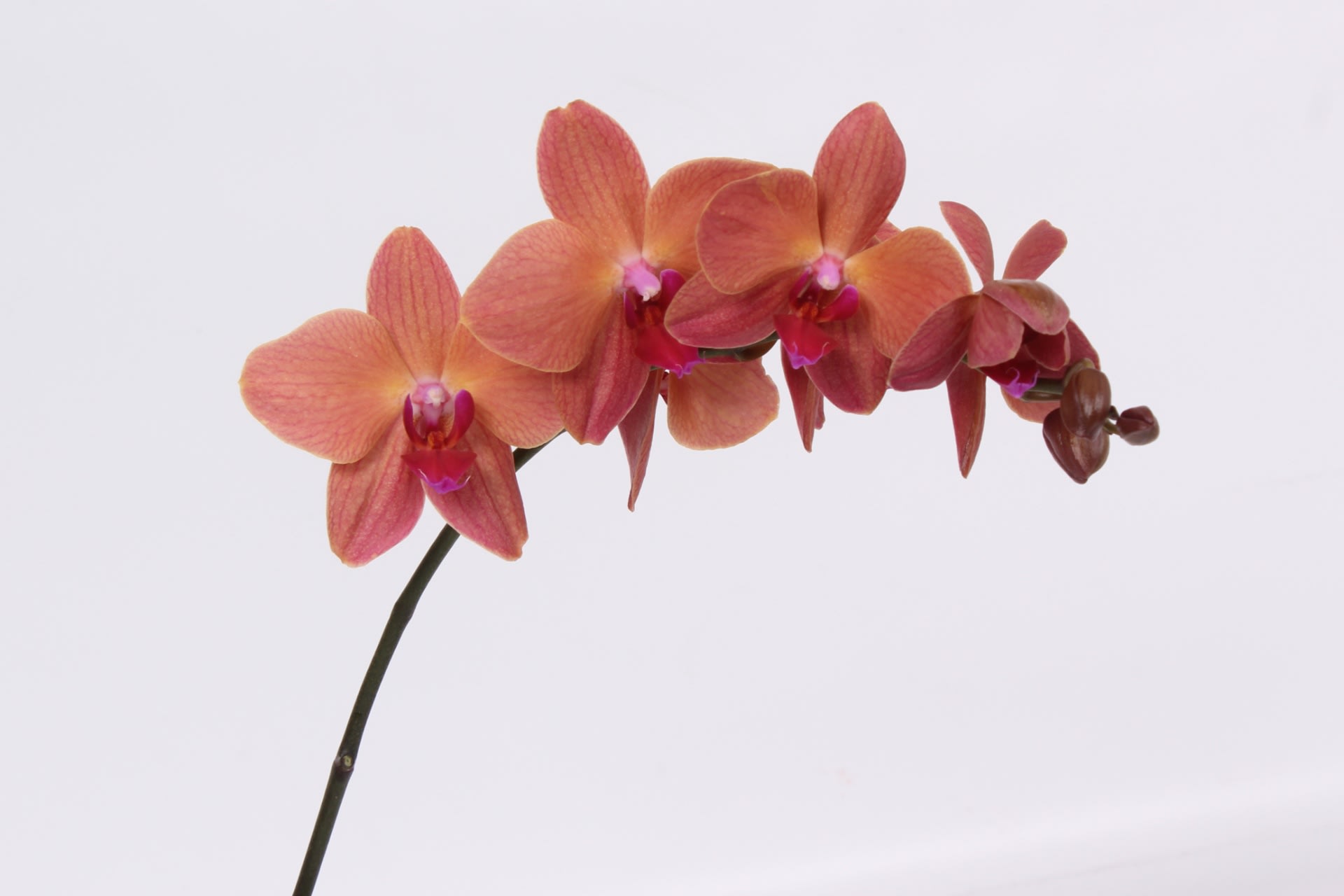 Срезанные цветы оптом Phalaenopsis ultimate brown per stem от 6шт.. из Голландии с доставкой по России