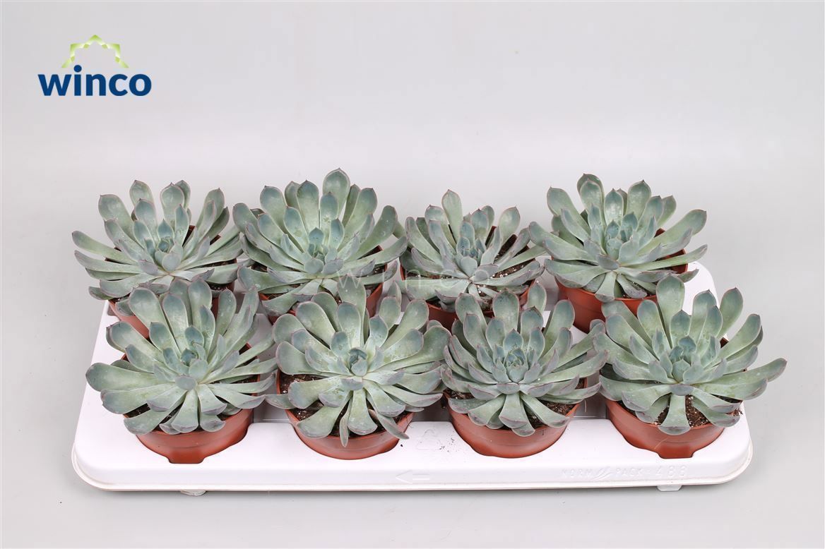Горшечные цветы и растения оптом Echeveria Pulidonis Grey от 9шт из Голландии с доставкой по России