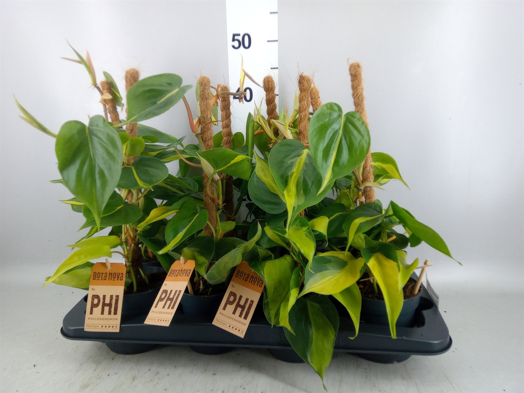 Горшечные цветы и растения оптом Philodendron Scand. brasil от 8шт из Голландии с доставкой по России