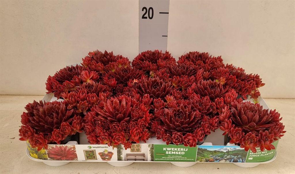 Горшечные цветы и растения оптом Sempervivum   ... от 14шт (для телеги) из Голландии с доставкой по России
