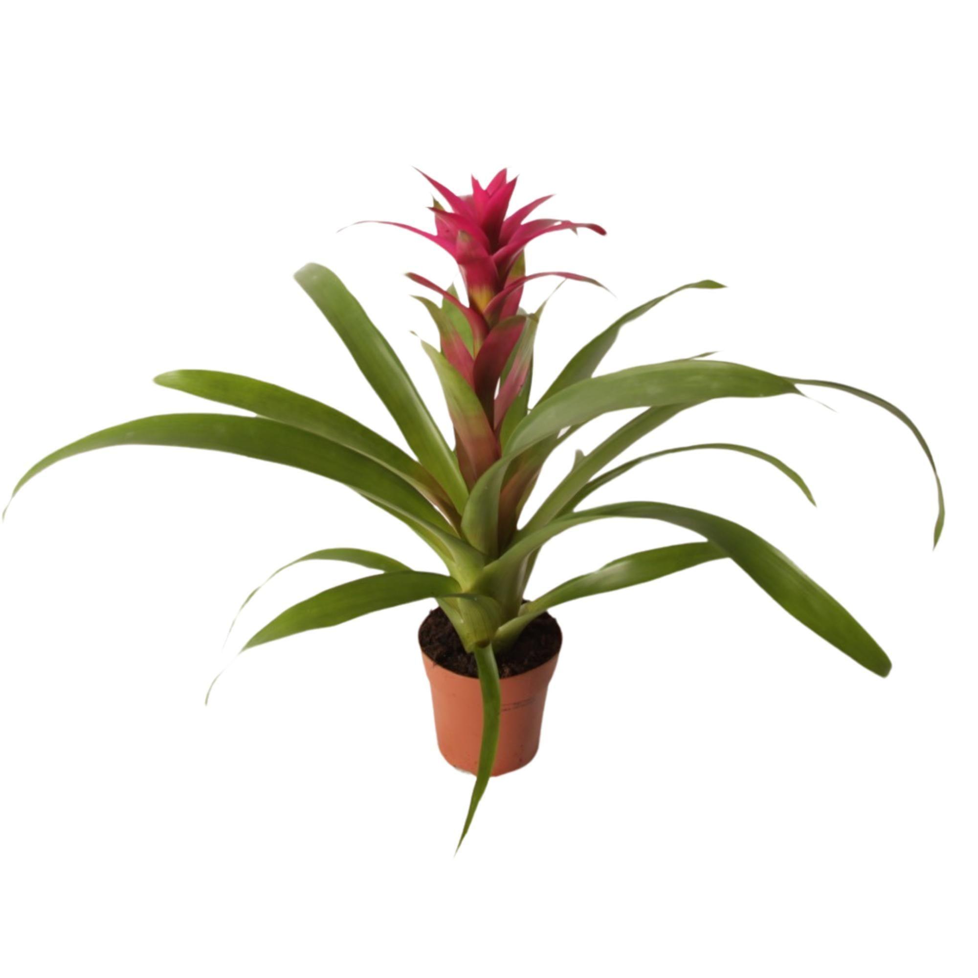 Горшечные цветы и растения оптом Guzmania Voila от 10шт из Голландии с доставкой по России