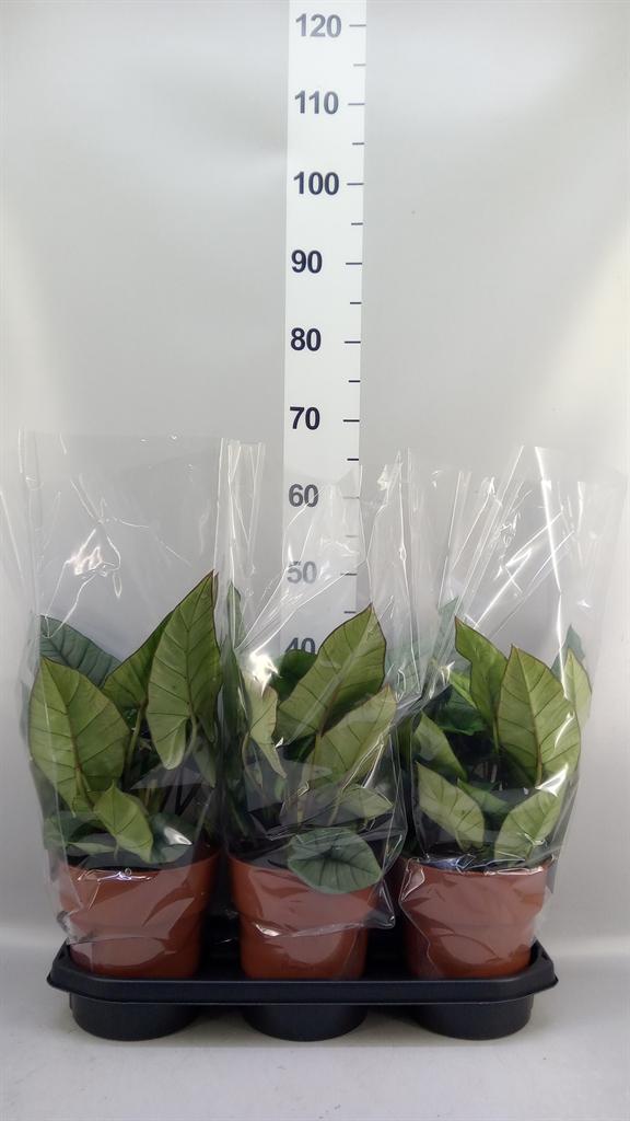 Горшечные цветы и растения оптом Alocasia platinum от 3шт (для телеги) из Голландии с доставкой по России