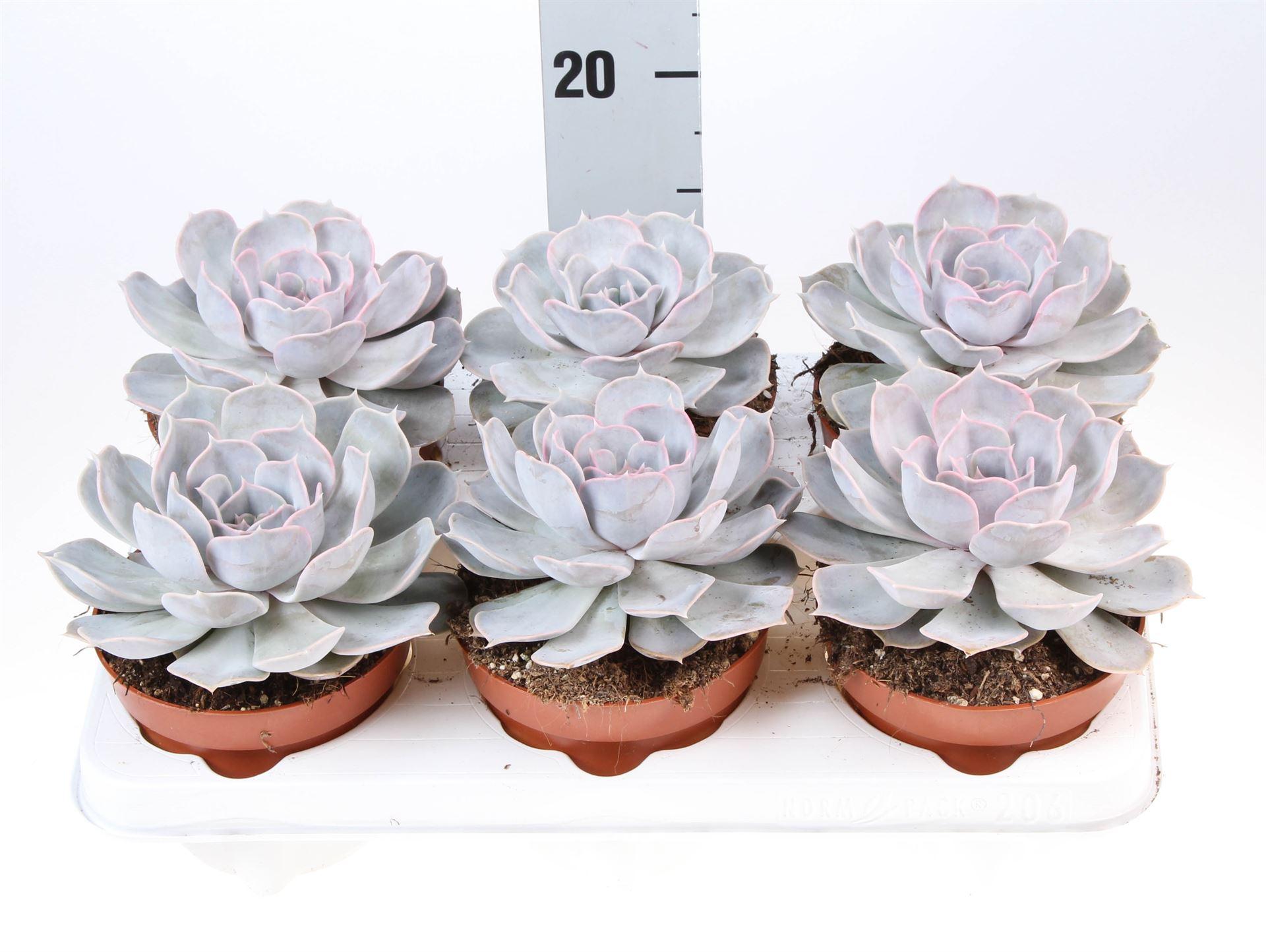 Горшечные цветы и растения оптом Echeveria Lilacina от 6шт из Голландии с доставкой по России