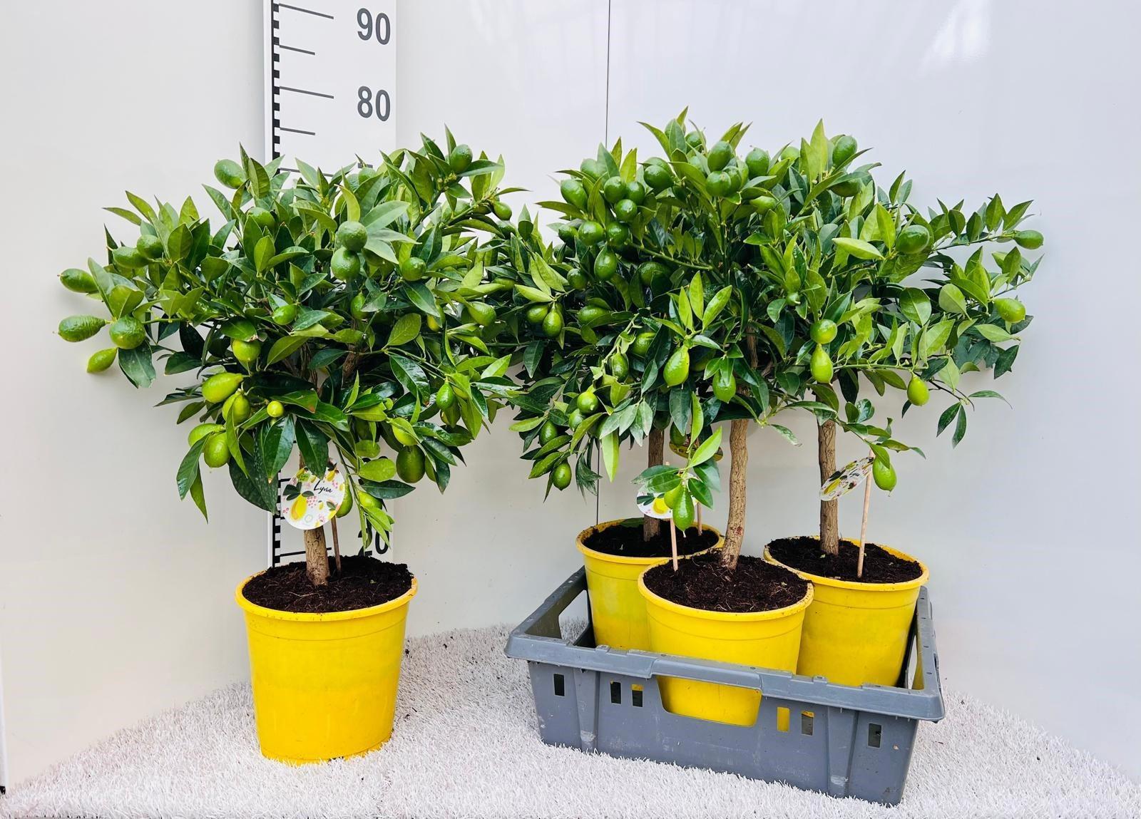 Горшечные цветы и растения оптом Citrof Floridana от 3шт (для телеги) из Голландии с доставкой по России