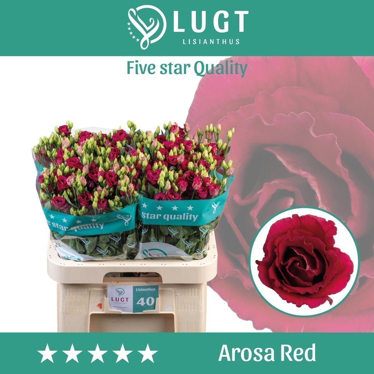 Срезанные цветы оптом Lisianthus do arosa red от 40шт. из Голландии с доставкой по России