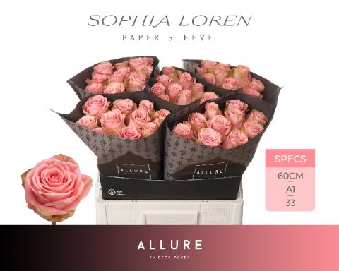 Срезанные цветы оптом Rosa large sophia loren Allure от 50шт из Голландии с доставкой по России
