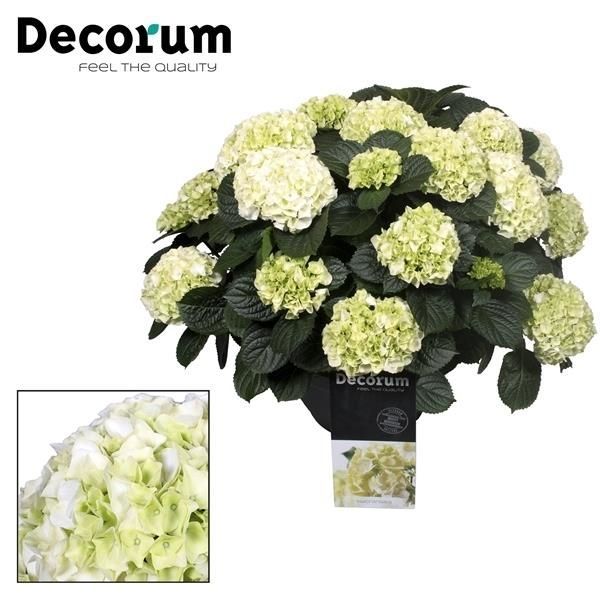 Горшечные цветы и растения оптом Hydrangea Ma White 20+ (decorum) от 1шт из Голландии с доставкой по России