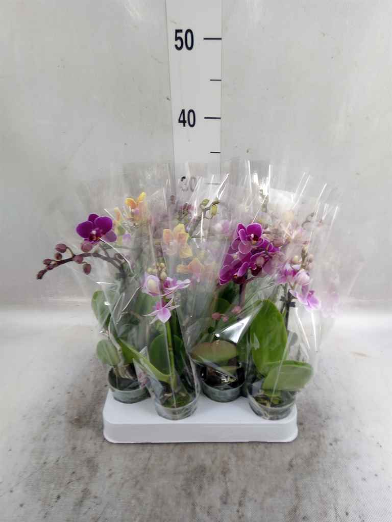 Горшечные цветы и растения оптом Phalaenopsis Multi.   ...mix от 12шт из Голландии с доставкой по России