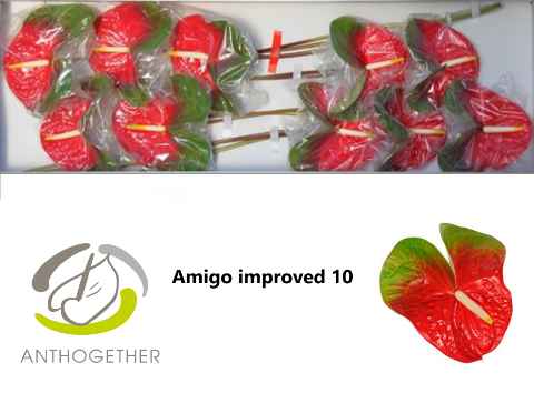 Срезанные цветы оптом Anthurium amigo improve от 10шт из Голландии с доставкой по России