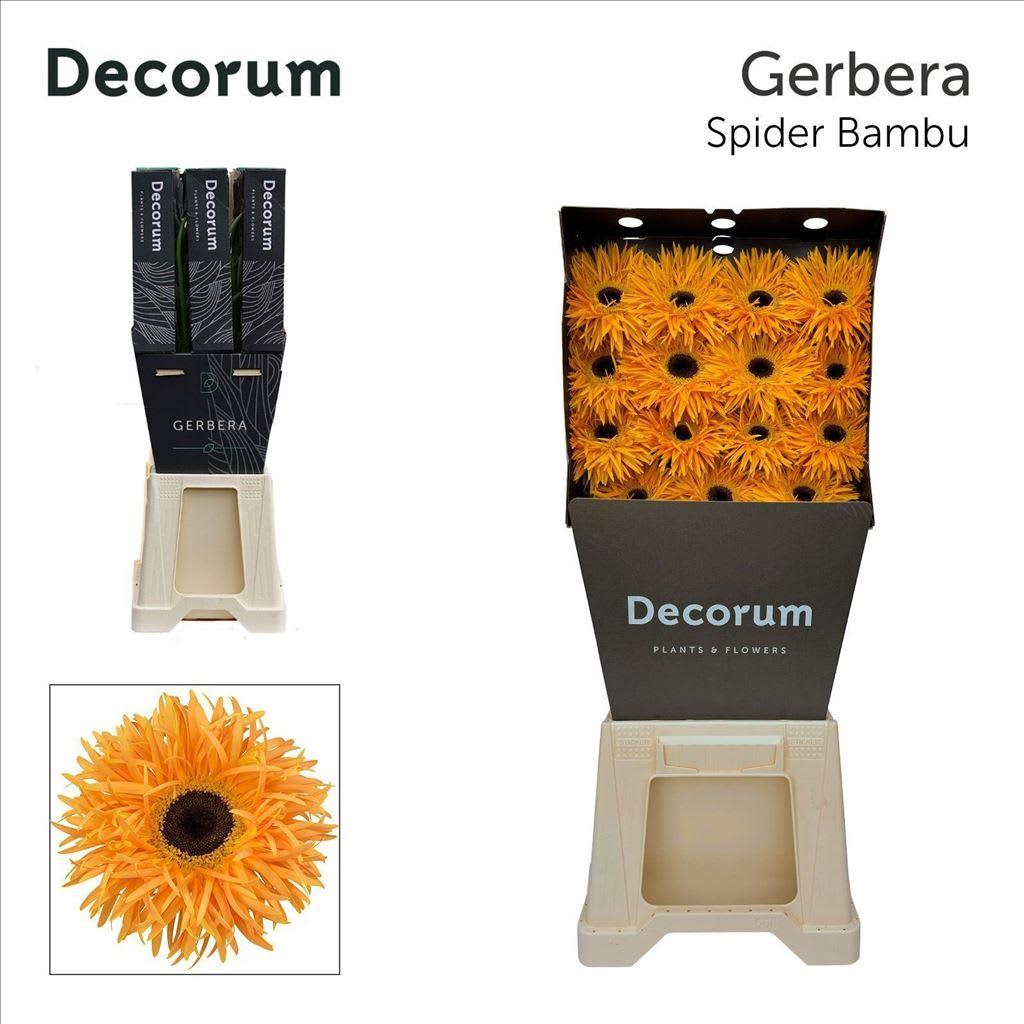 Срезанные цветы оптом Gerbera gerspider bambu от 45шт из Голландии с доставкой по России