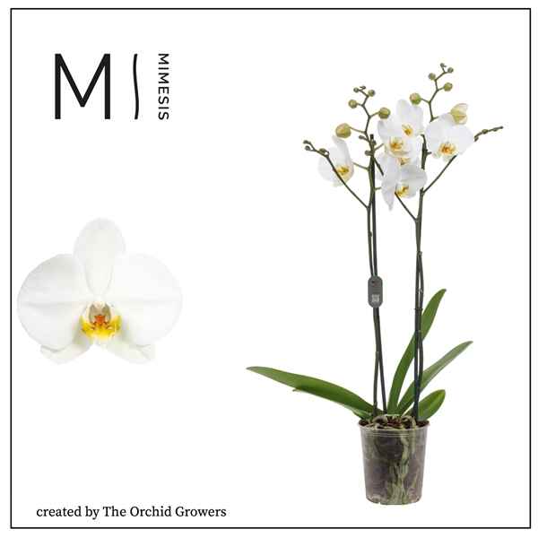 Горшечные цветы и растения оптом Phal 2st London 16+ (orchid Growers) от 10шт из Голландии с доставкой по России