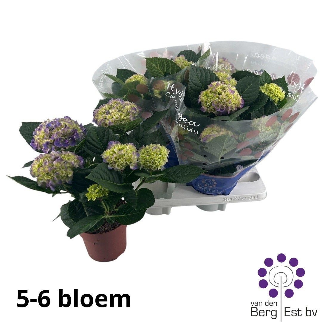 Горшечные цветы и растения оптом Hydr M Hi Ocean от 4шт из Голландии с доставкой по России