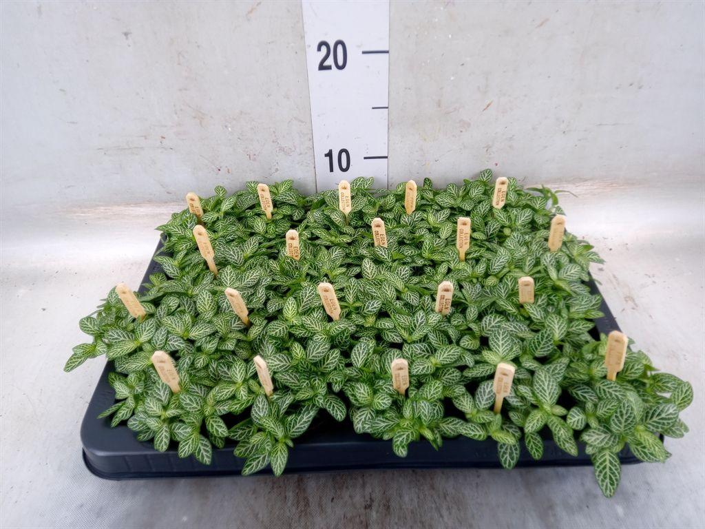 Горшечные цветы и растения оптом Fittonia Verschaf. от 20шт (для телеги) из Голландии с доставкой по России