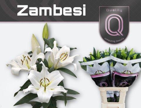 Срезанные цветы оптом Lilium or zambesi от 40шт.. из Голландии с доставкой по России