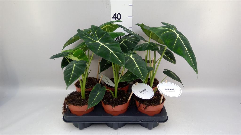 Горшечные цветы и растения оптом Alocasia ... от 6шт (для телеги) из Голландии с доставкой по России