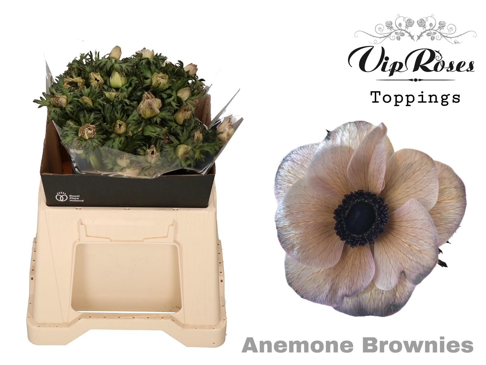 Срезанные цветы оптом Anemone paint brownies от 50шт из Голландии с доставкой по России