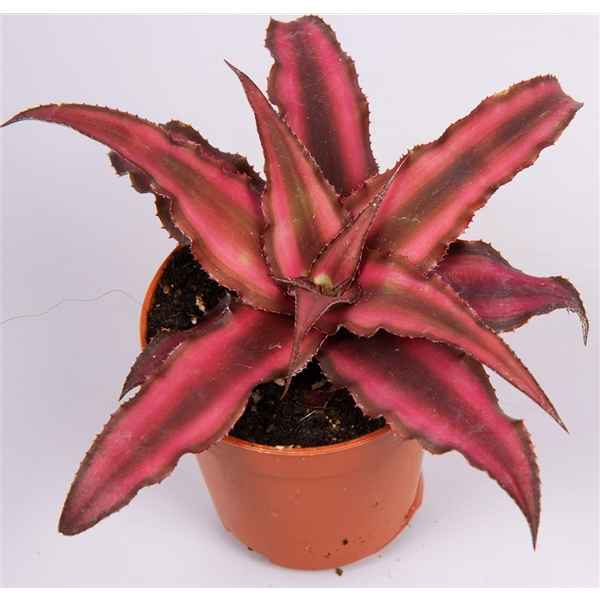 Горшечные цветы и растения оптом Cryptanthus Red Star от 14шт из Голландии с доставкой по России