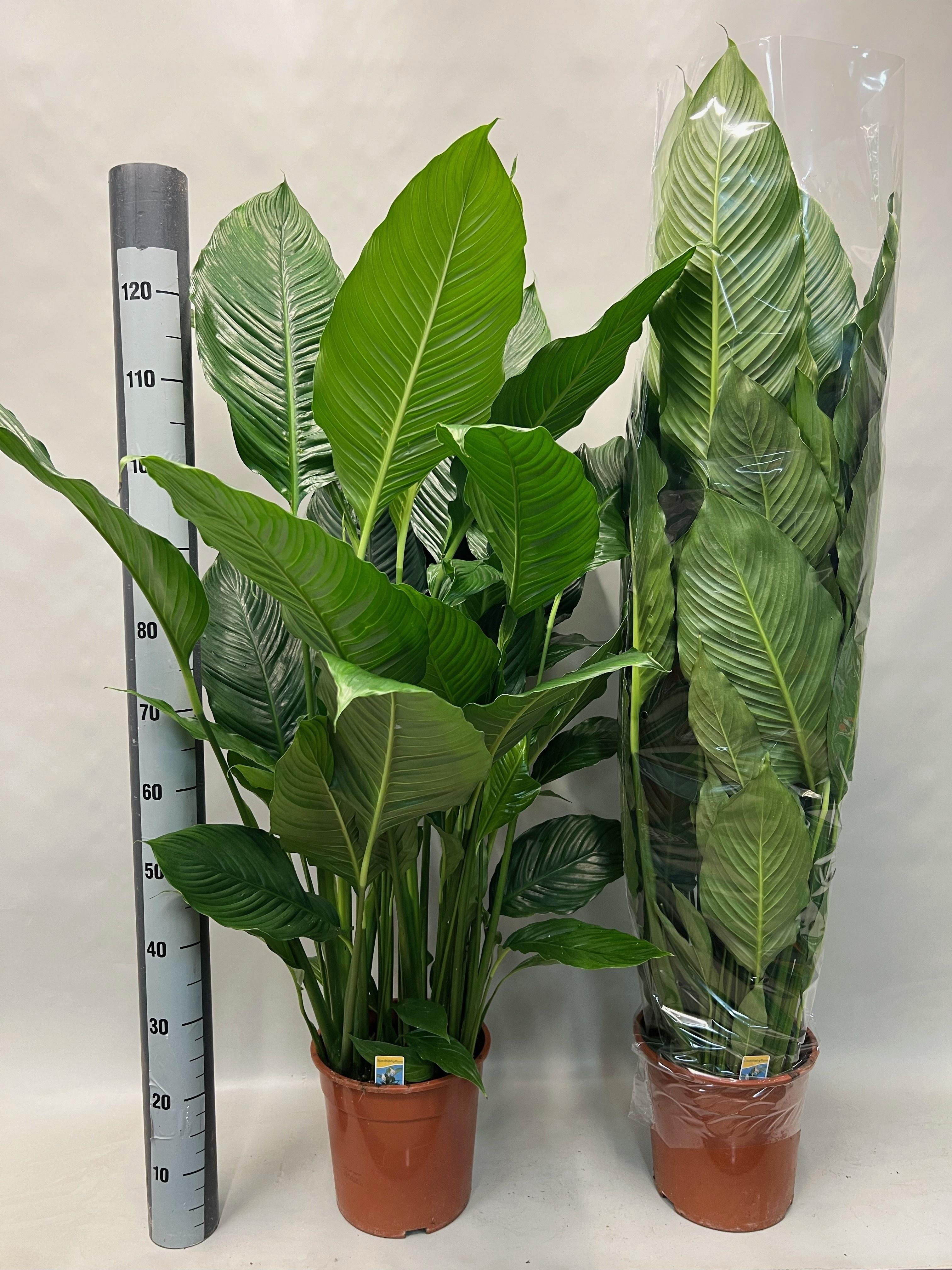 Горшечные цветы и растения оптом Spath Sweet Sebastia от 1шт из Голландии с доставкой по России