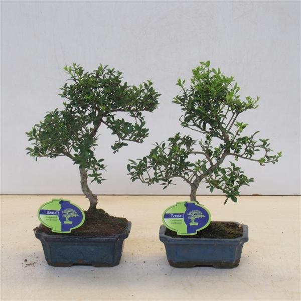 Горшечные цветы и растения оптом Bonsai Ilex Crenata,  Shape, Small Leaf от 8шт из Голландии с доставкой по России