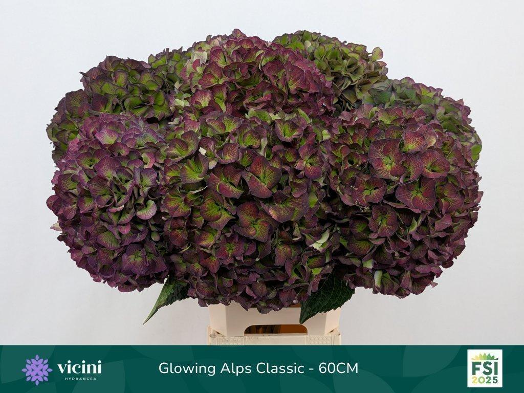 Срезанные цветы оптом Hydrangea glowing alps purple classic от 10шт из Голландии с доставкой по России