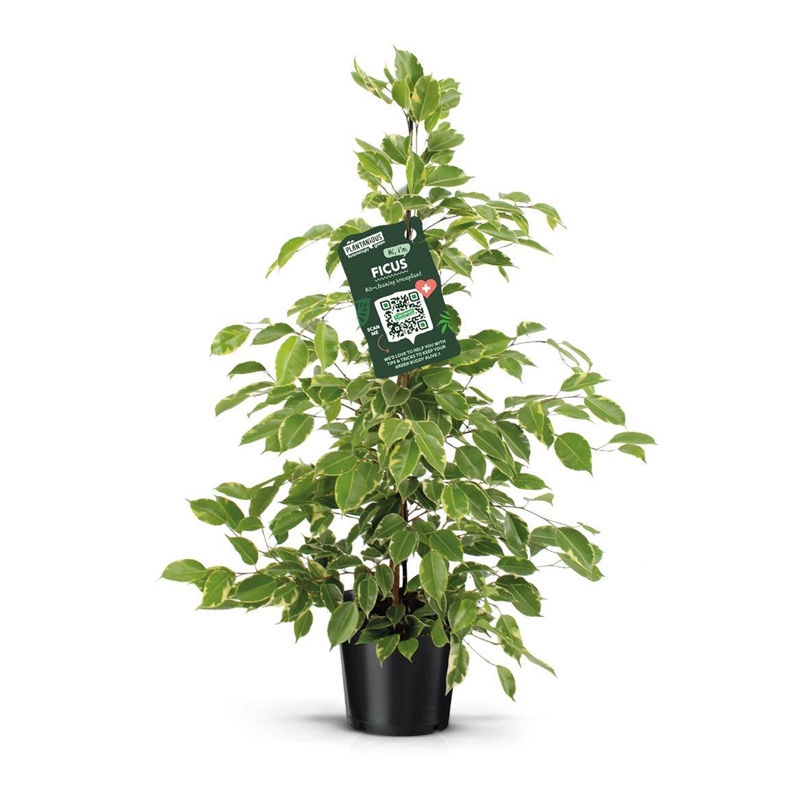 Горшечные цветы и растения оптом Ficus Be Golden King от 1шт из Голландии с доставкой по России
