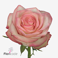 Срезанные цветы оптом Rosa large paloma от 40шт.. из Голландии с доставкой по России
