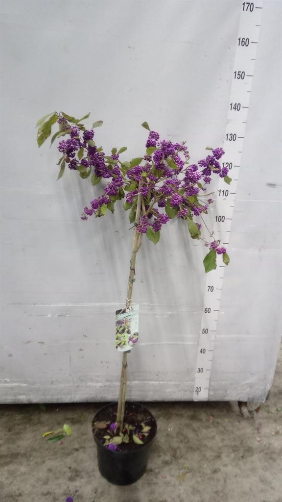 Горшечные цветы и растения оптом Callicarpa Bod. profusion от 1шт из Голландии с доставкой по России