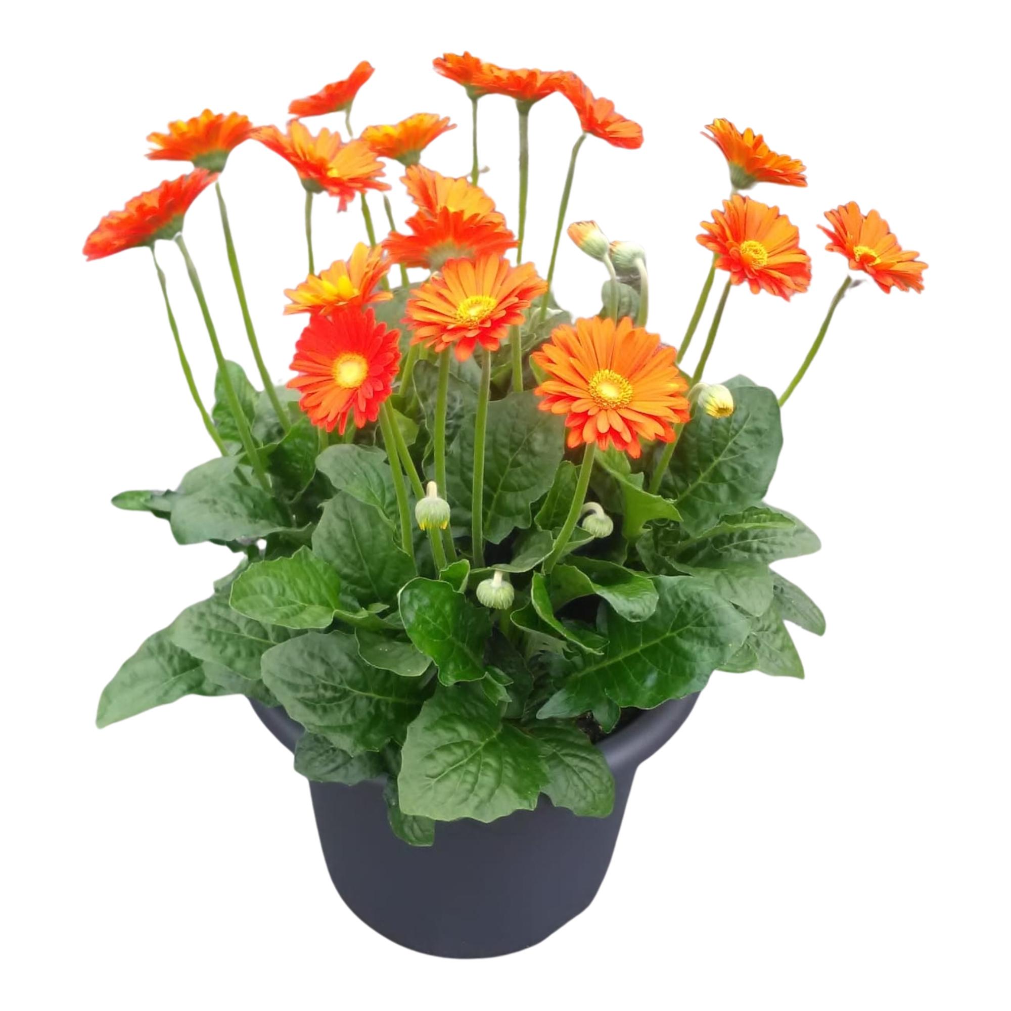Горшечные цветы и растения оптом Gerbera Garvinea 32cm 7bl Oranje от 1шт (для телеги) из Голландии с доставкой по России