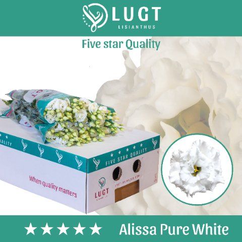 Срезанные цветы оптом Lisianthus do alissa pure white от 50шт. из Голландии с доставкой по России