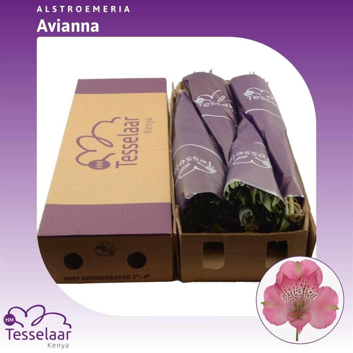 Срезанные цветы оптом Alstroemeria avianna от 120шт из Голландии с доставкой по России