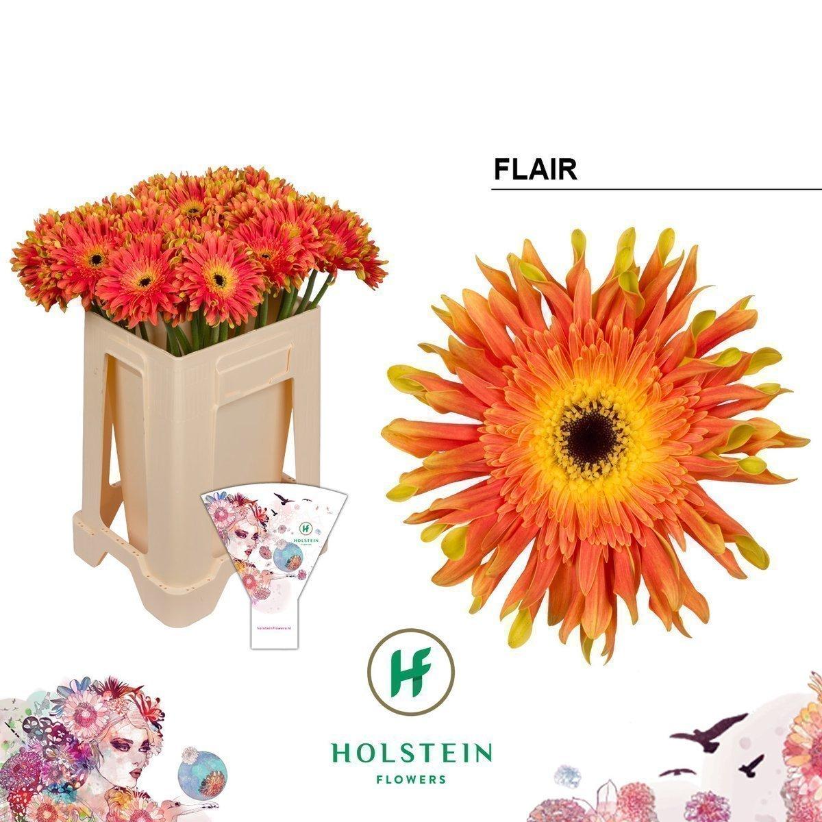 Срезанные цветы оптом Gerbera gerpasta flair от 40шт из Голландии с доставкой по России