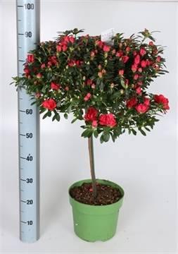 Горшечные цветы и растения оптом Rhodo Si Otto от 1шт из Голландии с доставкой по России