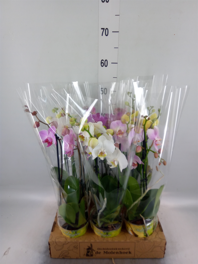 Горшечные цветы и растения оптом Phalaenopsis   ...mix  3 от 6шт из Голландии с доставкой по России