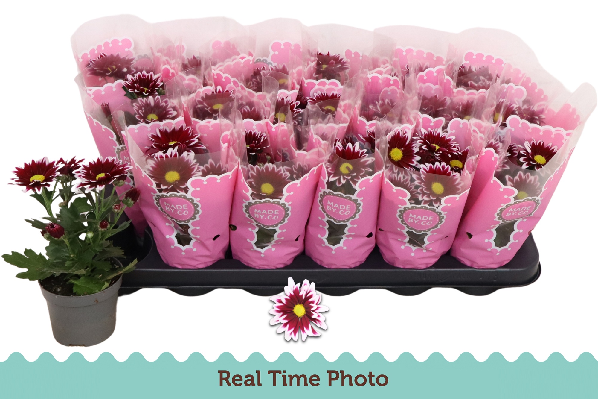 Горшечные цветы и растения оптом Chrys Ciao от 18шт (для телеги) из Голландии с доставкой по России