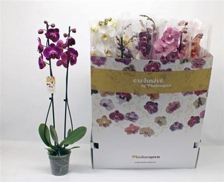 Горшечные цветы и растения оптом Phal Gem 2 Branches 18+ от 12шт из Голландии с доставкой по России
