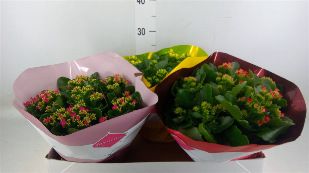 Горшечные цветы и растения оптом Kalanchoe Blos.   ..mix 5 от 3шт из Голландии с доставкой по России