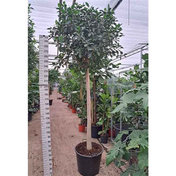 Горшечные цветы и растения оптом Ficus Rubiginosa Australis On Stem от 1шт из Голландии с доставкой по России