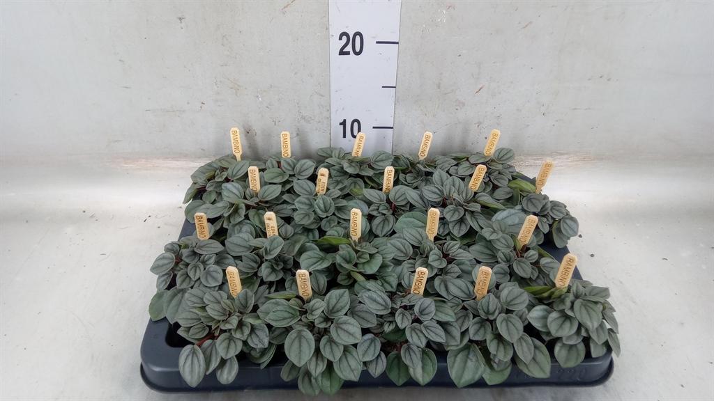 Горшечные цветы и растения оптом Peperomia от 20шт (для телеги) из Голландии с доставкой по России