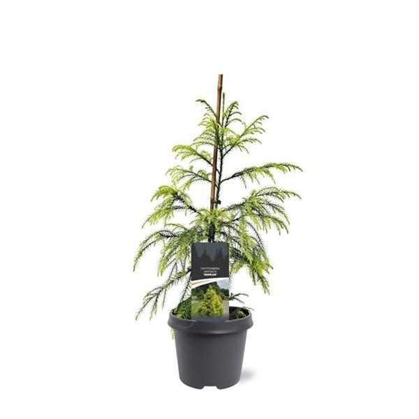 Горшечные цветы и растения оптом Cryptomeria Jap Sekkan от 1шт из Голландии с доставкой по России