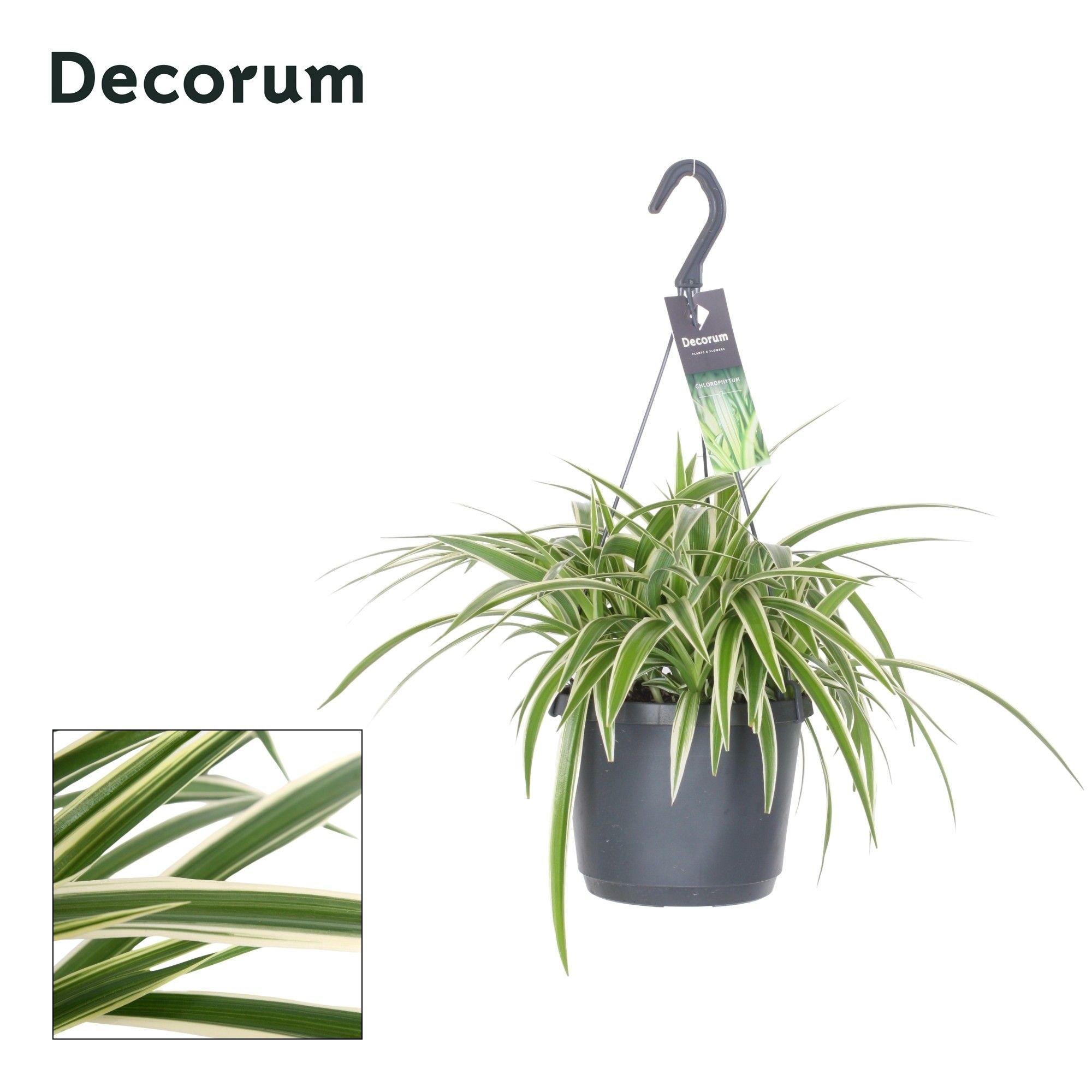 Горшечные цветы и растения оптом Chlorophytum Com. ocean от 6шт из Голландии с доставкой по России