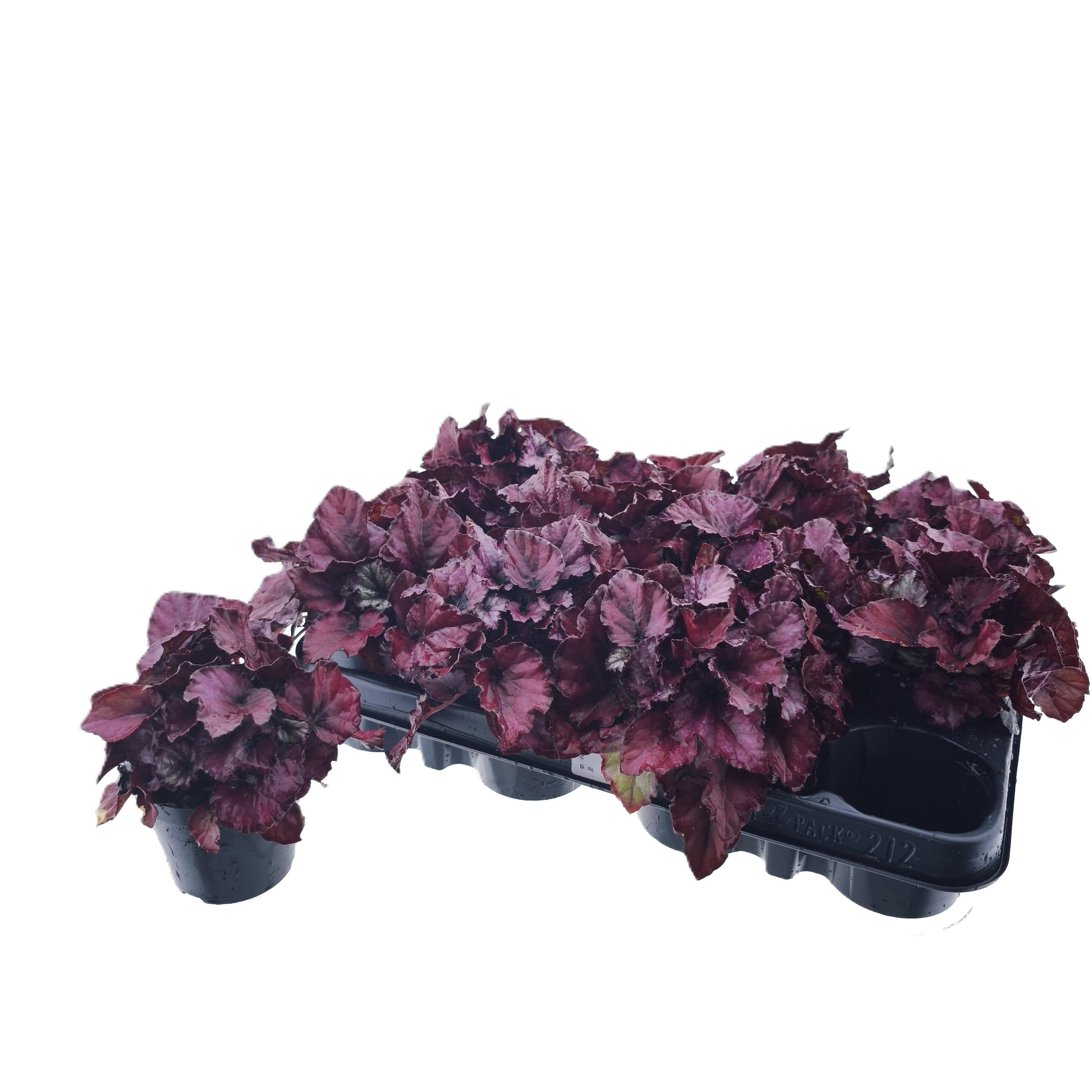 Горшечные цветы и растения оптом Beg M C Red Bull от 12шт (для телеги) из Голландии с доставкой по России