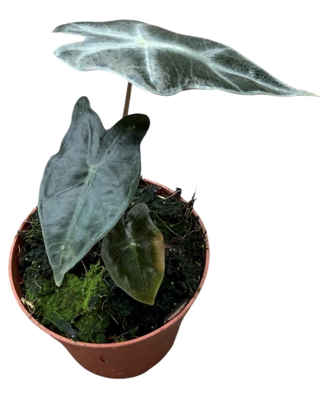 Горшечные цветы и растения оптом Alocasia Nobilis от 14шт (для телеги) из Голландии с доставкой по России