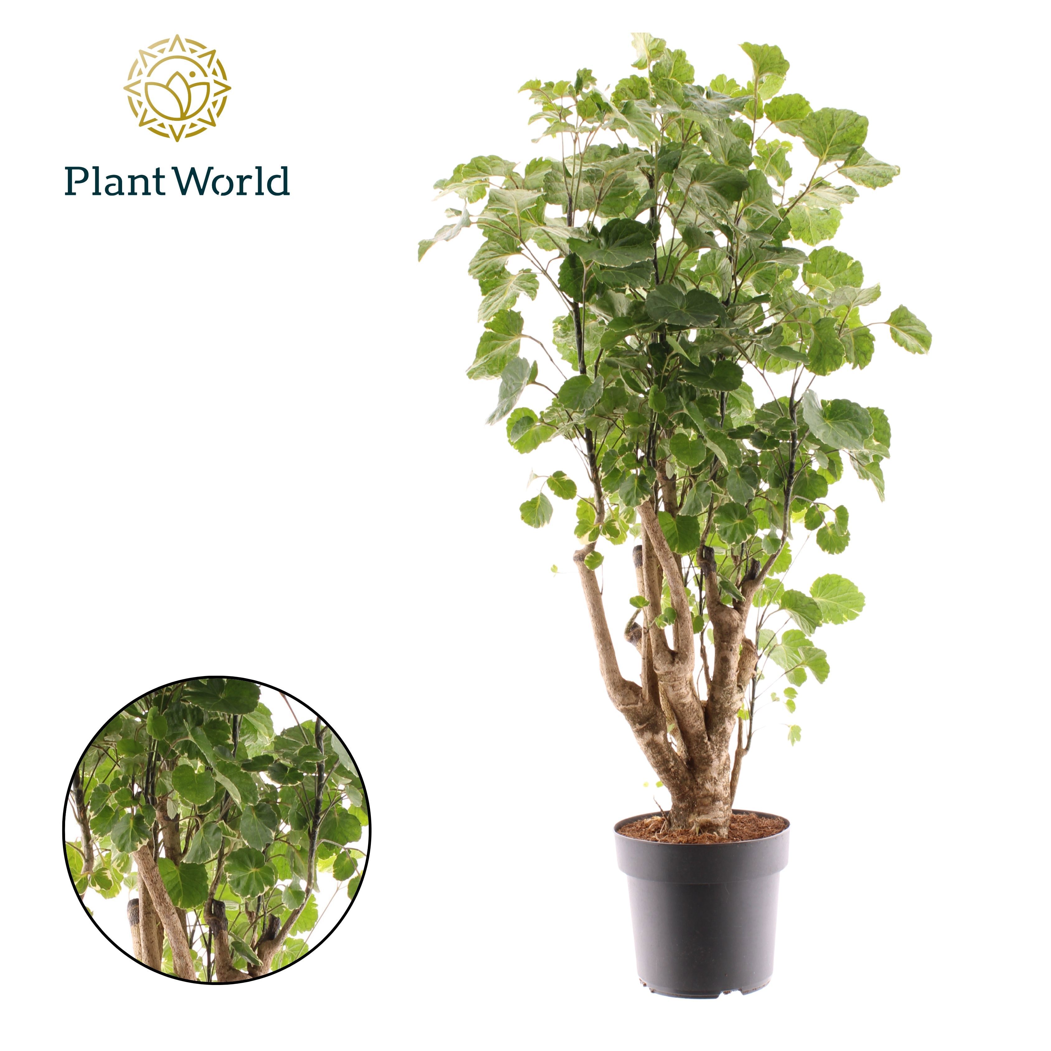 Горшечные цветы и растения оптом Polyscias Balfouriana Branched от 3шт из Голландии с доставкой по России