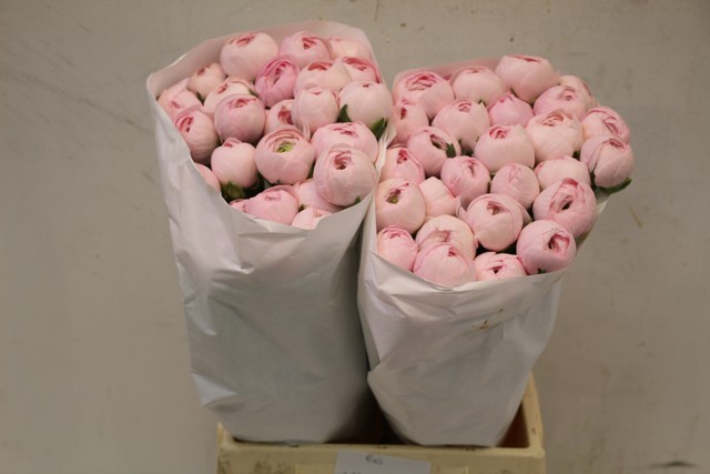 Срезанные цветы оптом Ranunculus clooney lady от 60шт из Голландии с доставкой по России